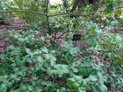 Ilex × altaclerensis