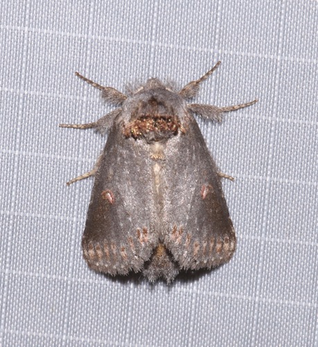 Theroa zethus photo 3
