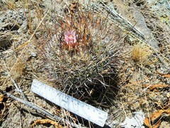 Echinofossulocactus ochoterenaus