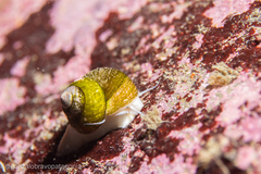 Margarella violacea