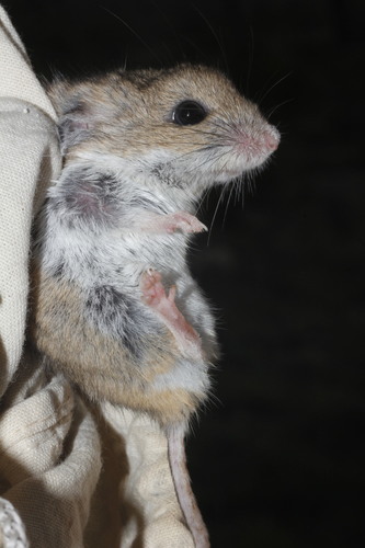 Southern Deer Mouse