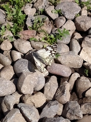 Tatochila autodice blanchardii