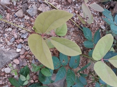 Sargentodoxa cuneata