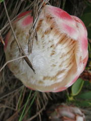Protea venusta