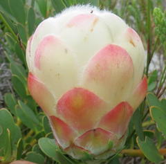 Protea venusta