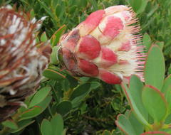 Protea venusta