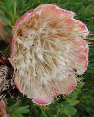 Protea venusta