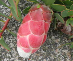 Protea venusta