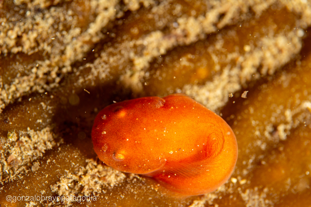 Pale snailfish (Careproctus pallidus) — Liparidae