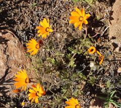 Dimorphotheca pinnata
