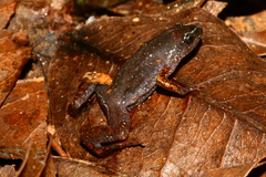 Chiasmocleis schubarti
