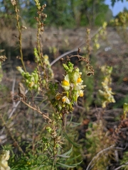 Linaria