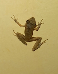 Pristimantis ramagii