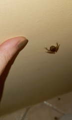 Pristimantis ramagii