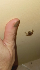 Pristimantis ramagii