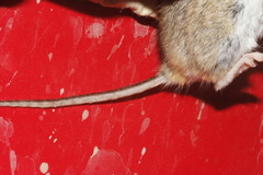 Peromyscus labecula