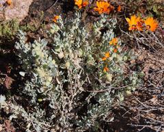 Atriplex lindleyi inflata