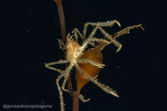 Eurypodius longirostris