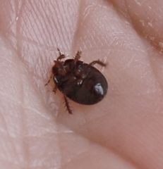 Microporus nigrita