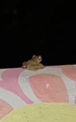Pristimantis ramagii