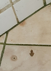 Pristimantis ramagii