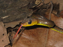 Chironius multiventris