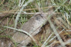 Peromyscus labecula
