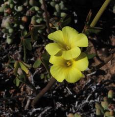 Oxalis pes-caprae pes-caprae