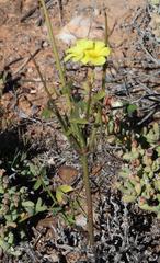 Oxalis pes-caprae pes-caprae