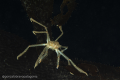 Eurypodius longirostris