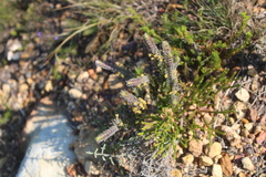 Struthiola tomentosa