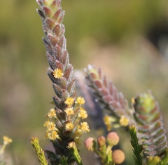 Struthiola tomentosa