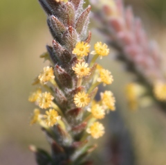 Struthiola tomentosa