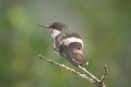 Lophornis chalybeus