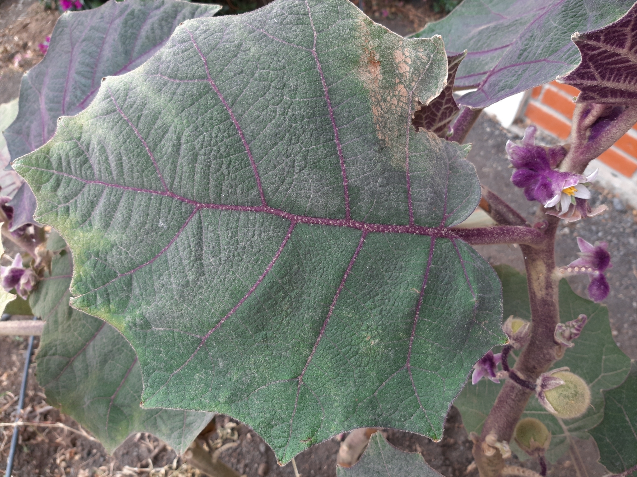 Solanum quitoense image