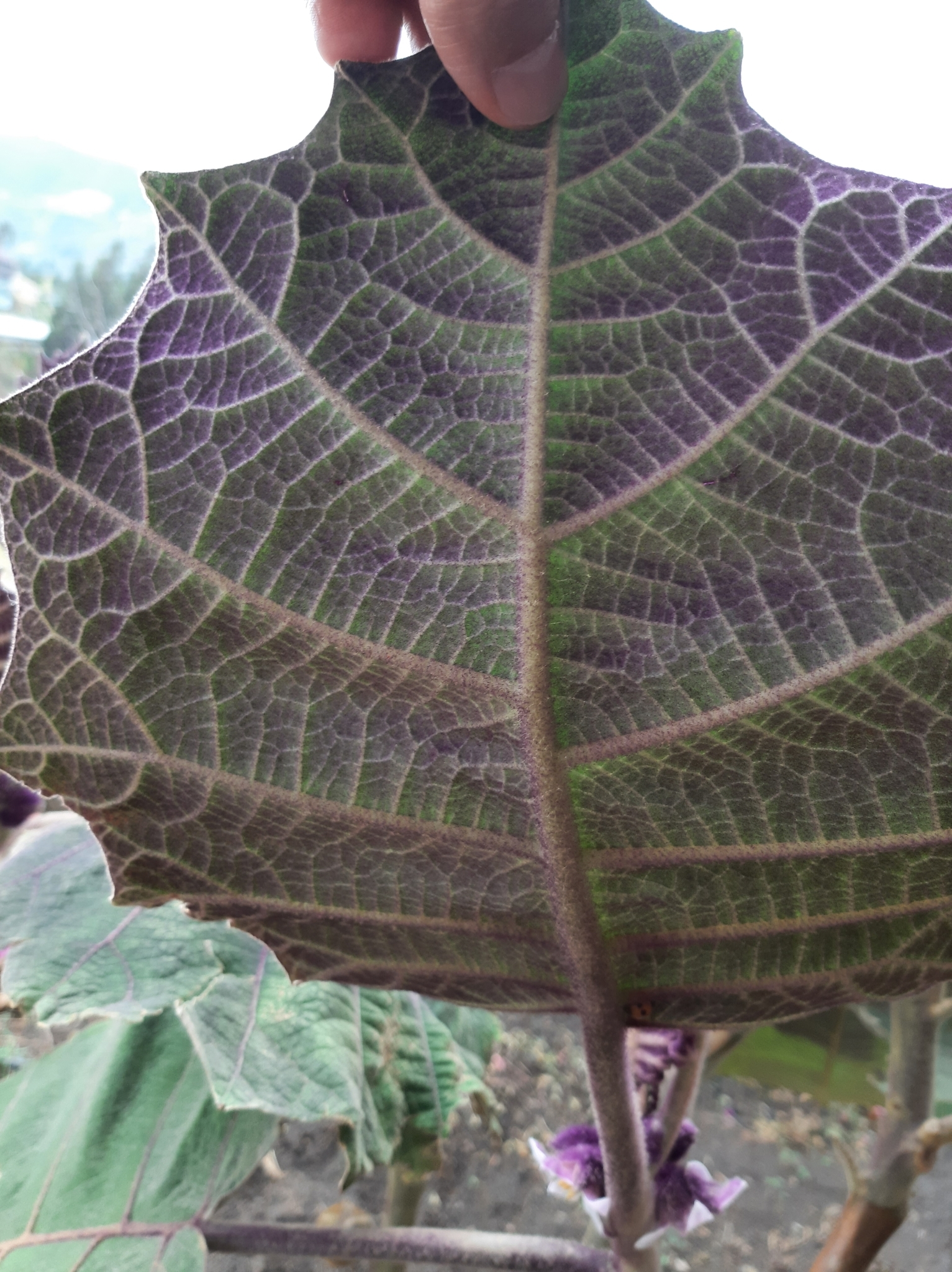 Solanum quitoense image