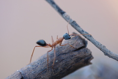 Myrmecia desertorum