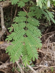 Albizia kalkora