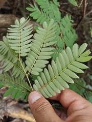 Albizia kalkora