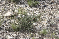 Condalia ericoides