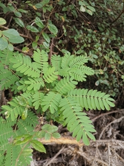 Albizia kalkora