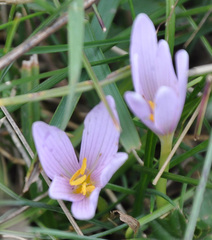 Colchicum autumnale