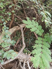 Albizia kalkora