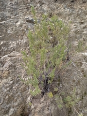 Baccharis linearis