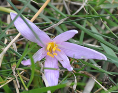 Colchicum autumnale