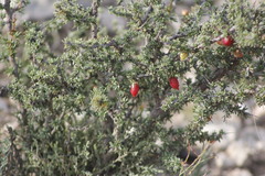 Condalia ericoides