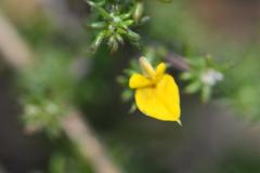 Aspalathus crassisepala