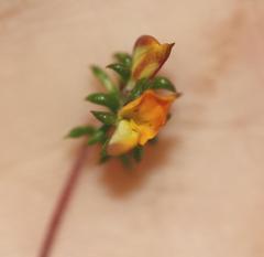 Aspalathus crassisepala