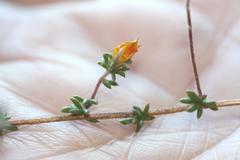 Aspalathus crassisepala