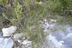 Aspalathus crassisepala